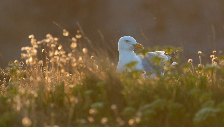 Les oiseaux du littoral, l'hiver